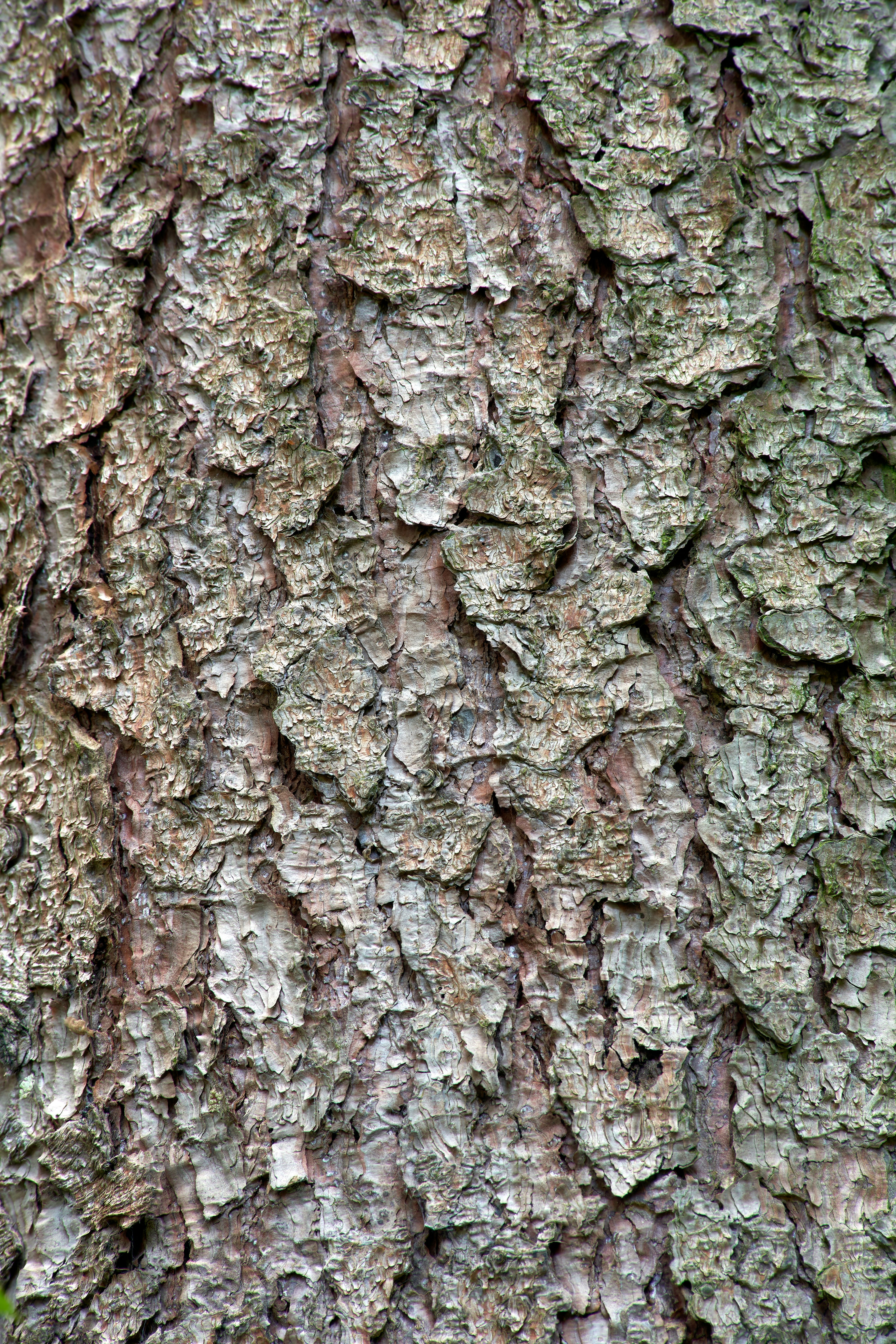 Photo by wolfgang_hasselmann