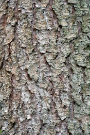 brown and black tree trunk