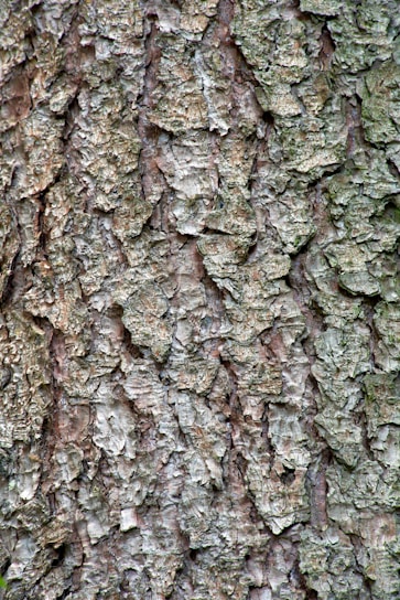 brown and black tree trunk