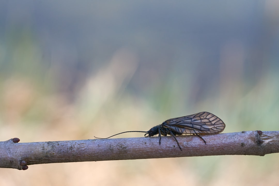 black and green fly perched on brown stick in close up photography during daytime