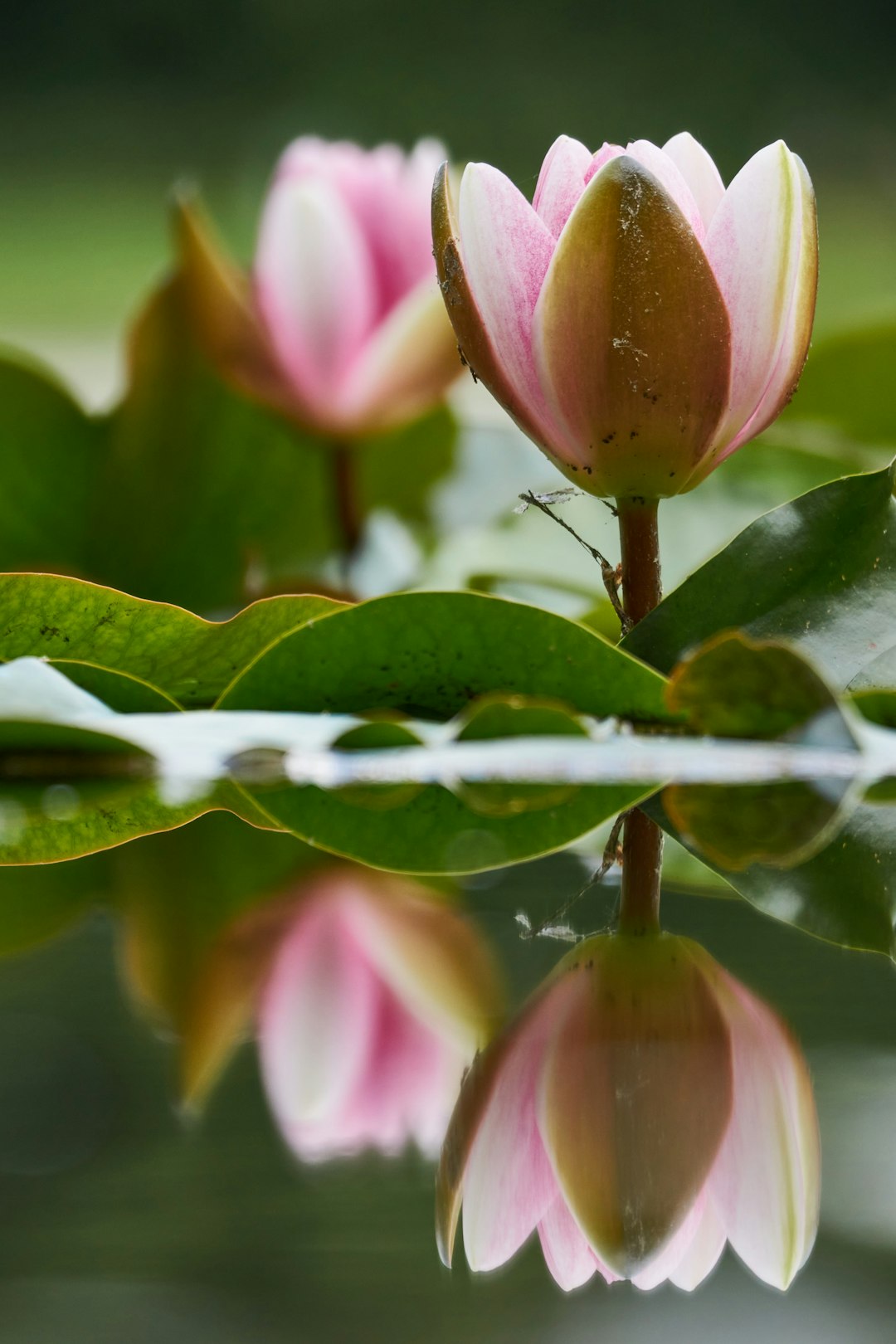 pink and green flower bud