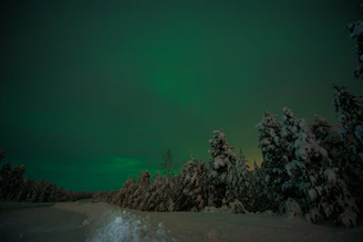 A snowy Lapland forest illuminated by the vibrant green and purple northern lights.