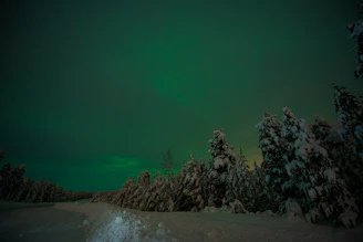 A group of people snowshoeing through a snowy forest illuminated by the northern lights.