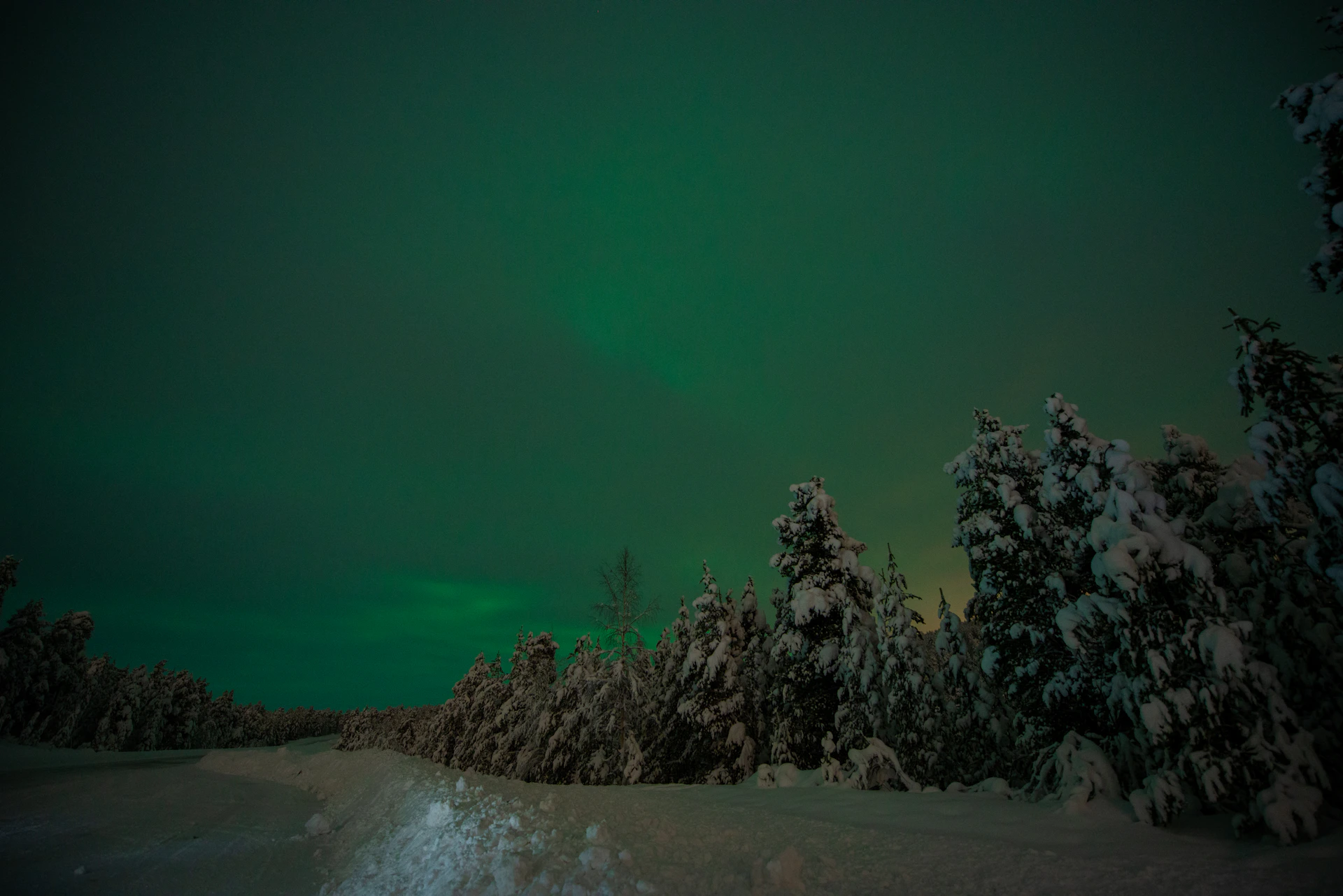 A serene snowy forest path illuminated by the soft glow of the northern lights overhead.