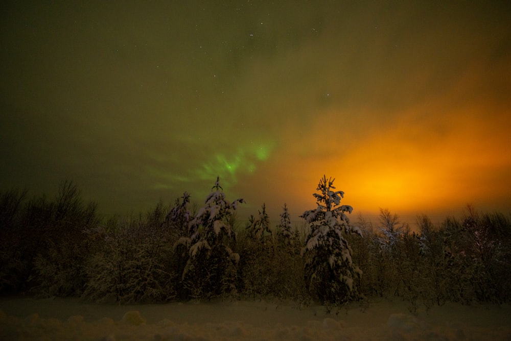 green trees under green sky