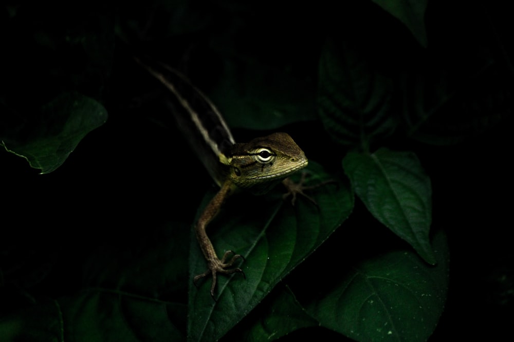 brown lizard on green leaves