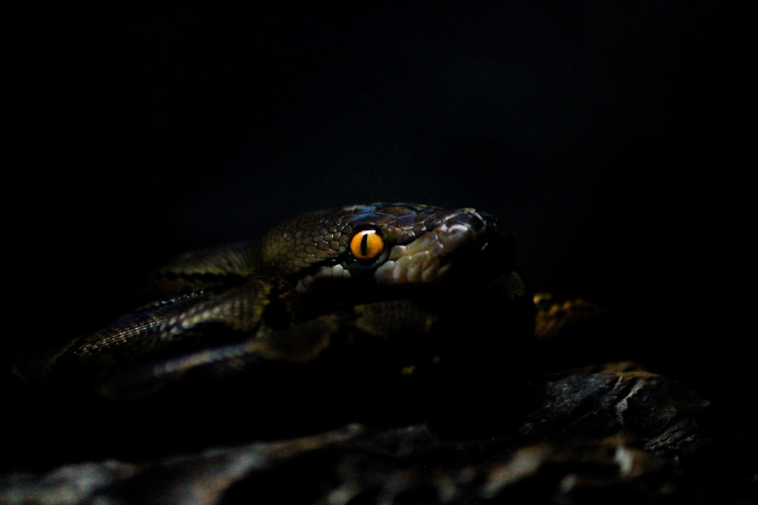 Wildlife photo spot Jakarta Banten