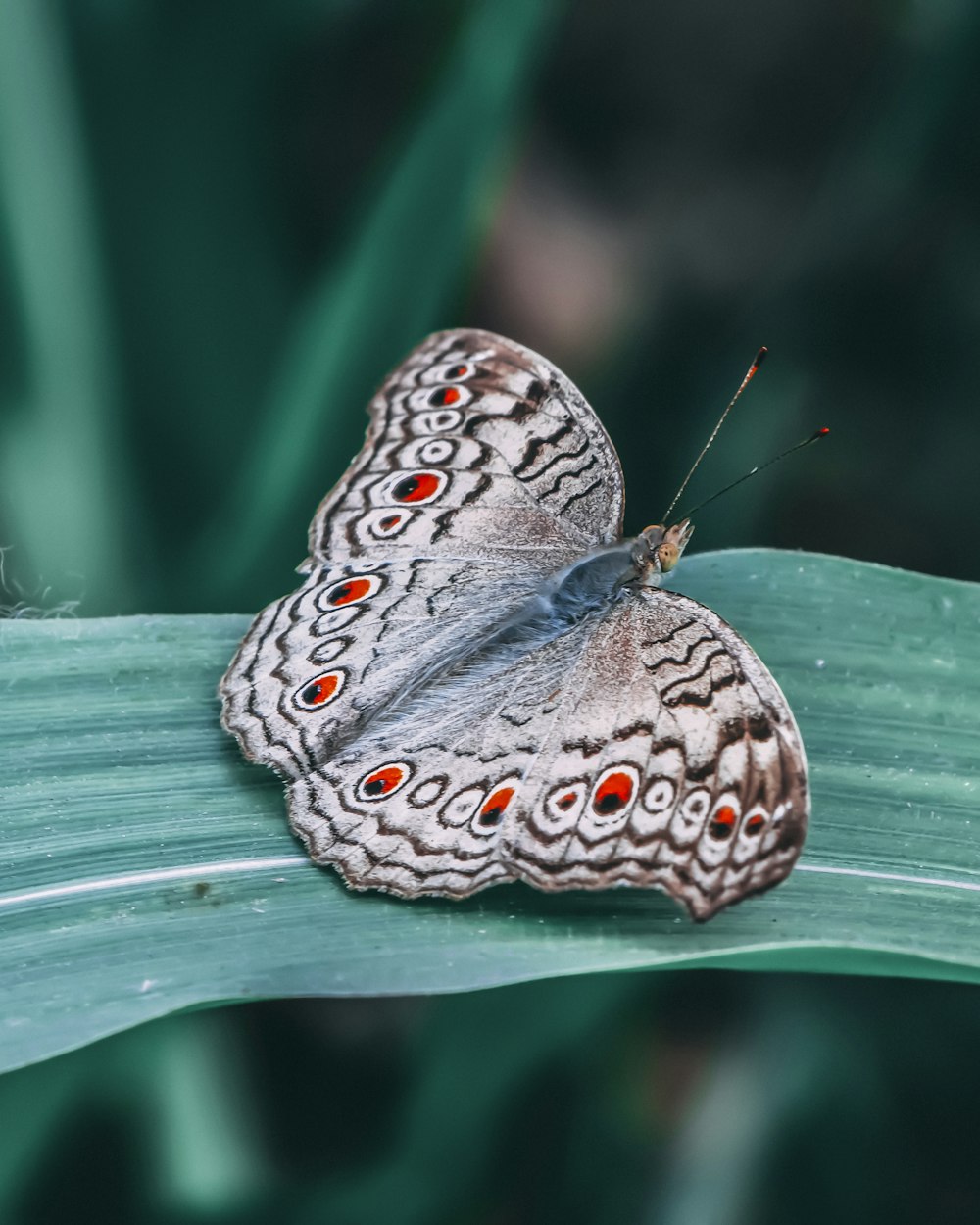 white and black butterfly on green leaf