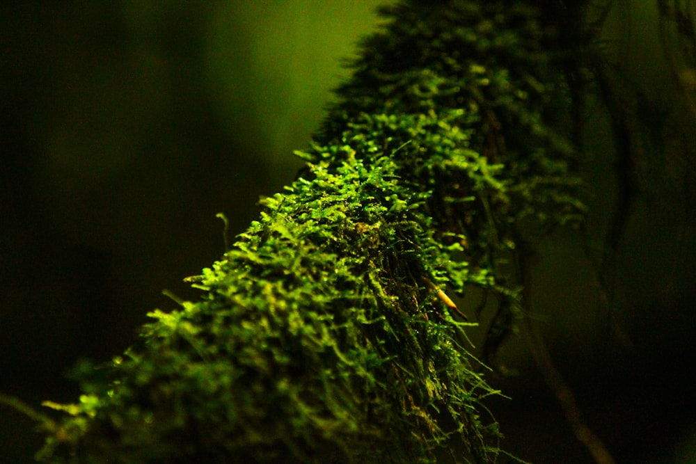 Musgo verde en fotografía de primer plano