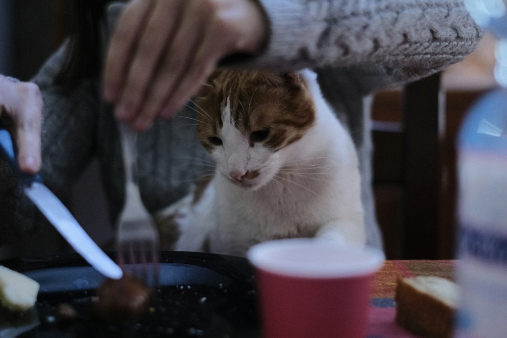 Tender Chicken Bites