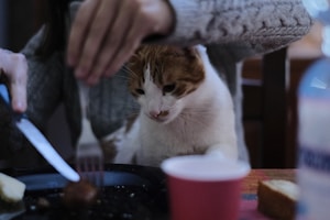 Beef Gravy Cat Food