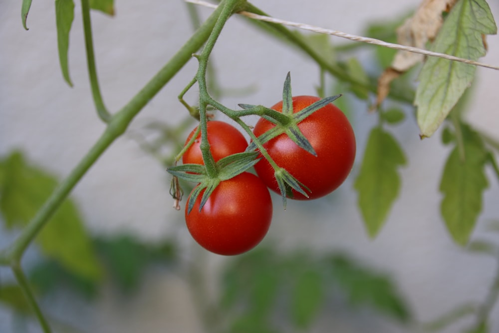 red tomato on brown tree branch