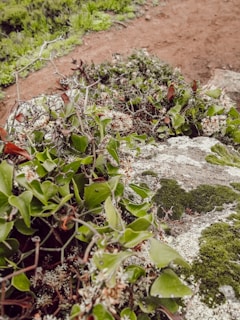 Close-up of local flora and fauna found along the popular tourist paths