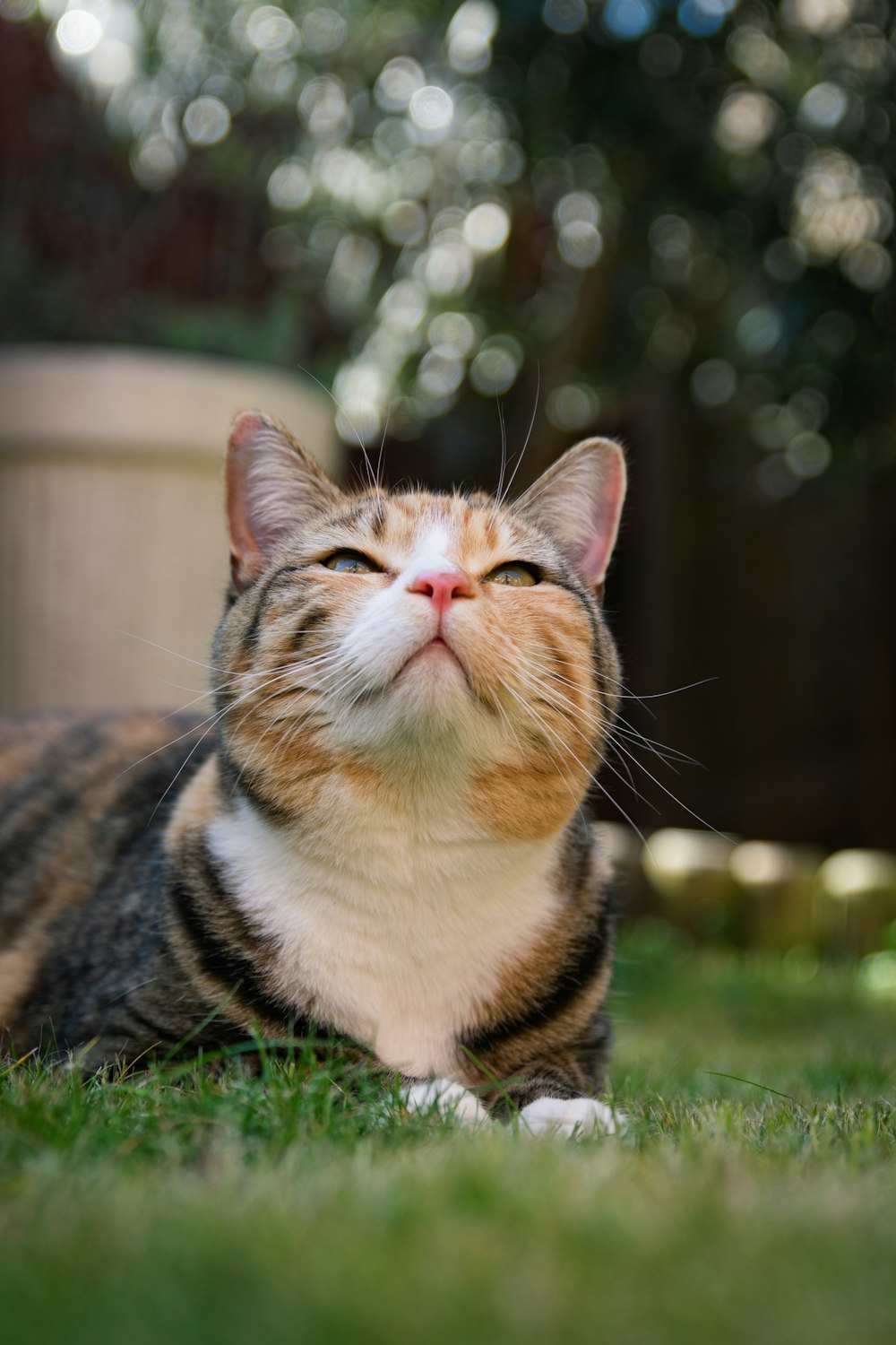 brown and white tabby cat on green grass during daytime