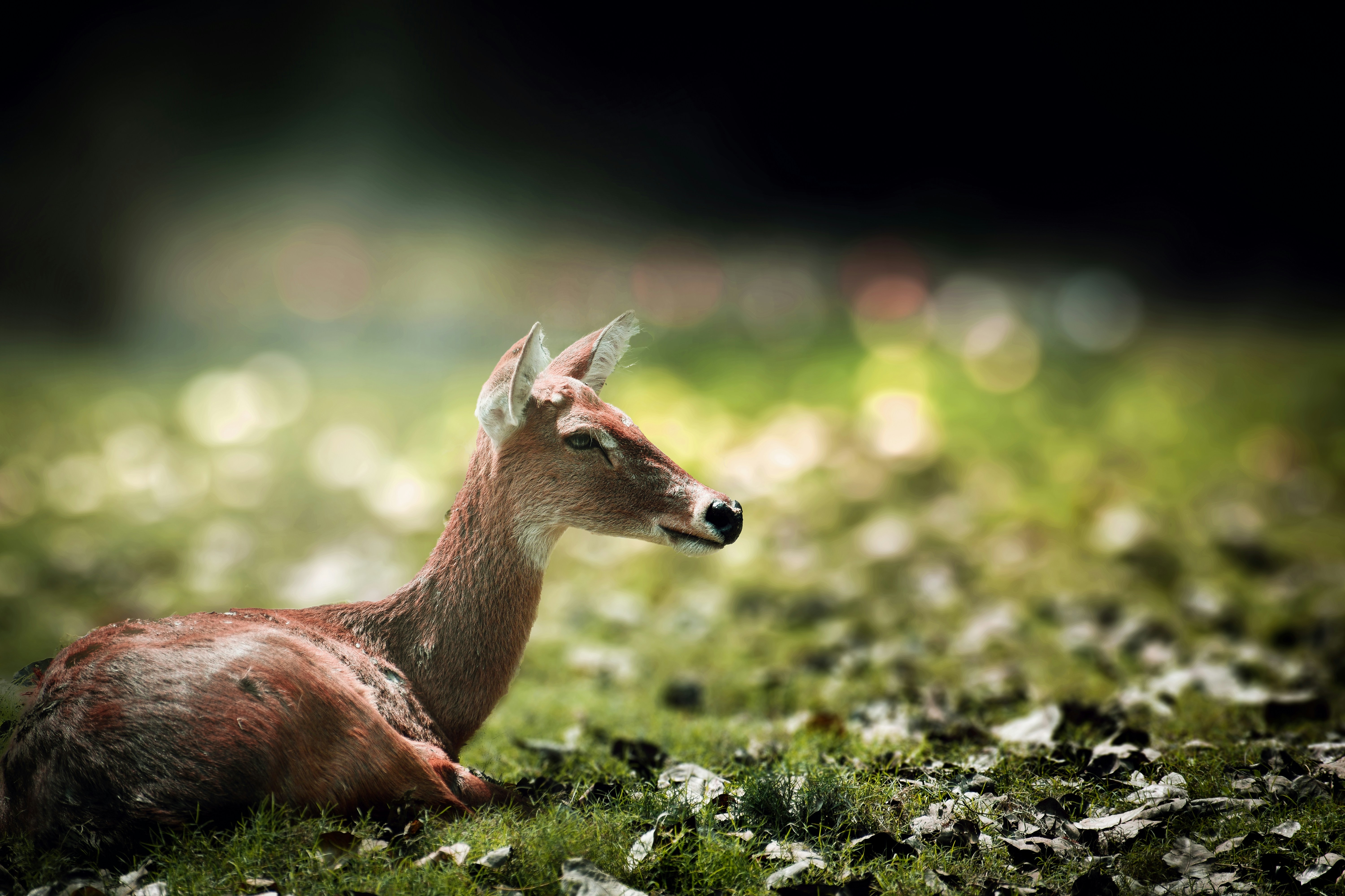 Photo by itsmanoharmanu