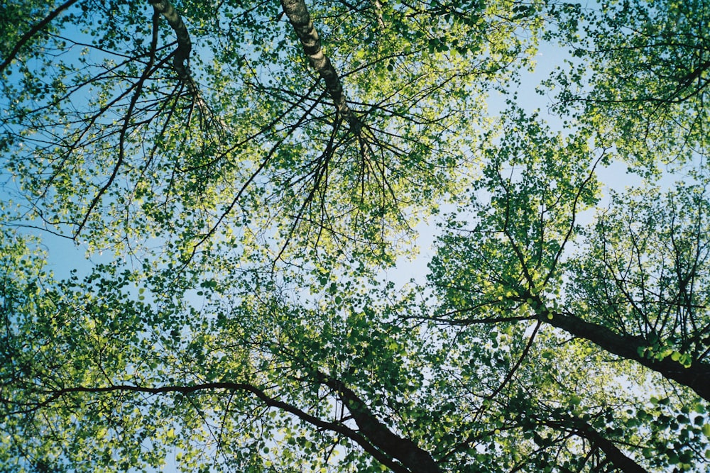 arbre à feuilles vertes sous le ciel bleu pendant la journée