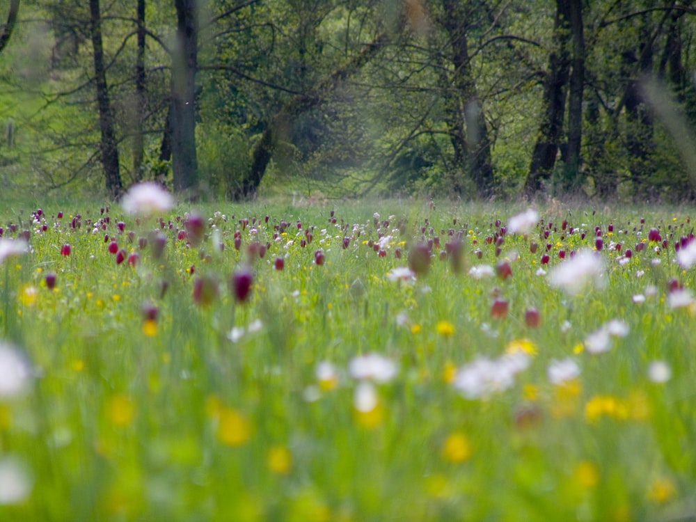 white and yellow flower field near trees during daytime