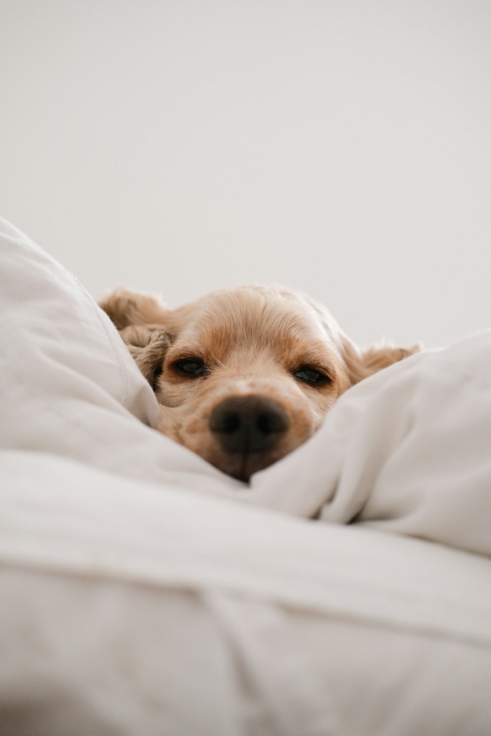 petit chien brun à poil long couché sur textile blanc