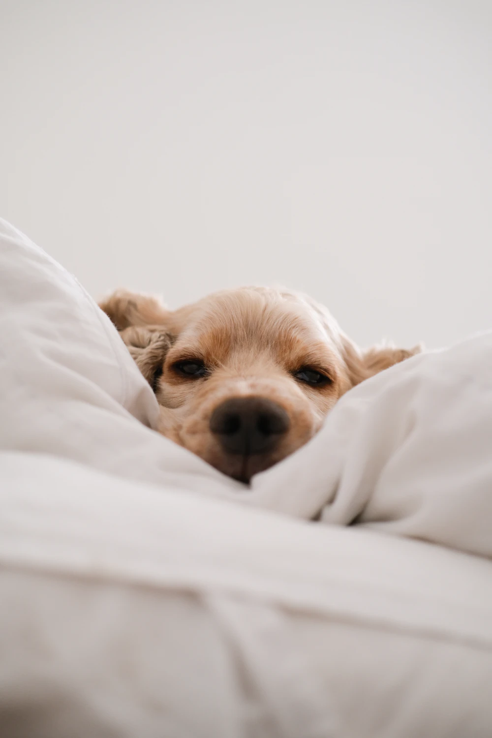 Relaxed dog resting comfortably