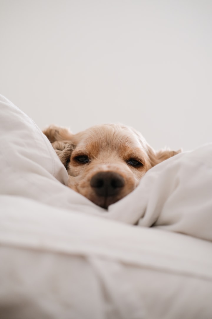 How Can I Teach My Dog To Sleep In My Bed?