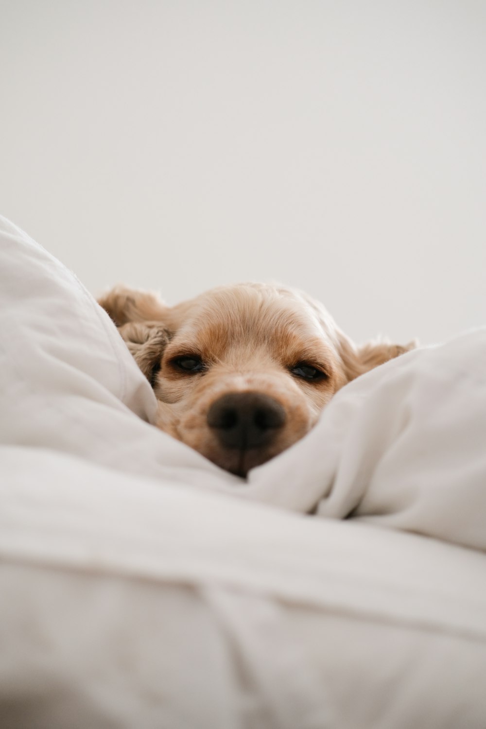 brauner langhaariger kleiner Hund, der auf weißem Textil liegt