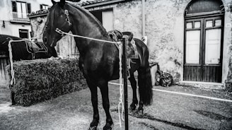 A black horse stands tied to a post in front of a rustic building with aged, textured walls. The horse is wearing a saddle and there is another horse partially visible next to a stack of hay. The setting appears to be an alley or courtyard with old-style doors and windows.