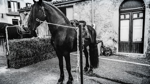 A black horse stands tied to a post in front of a rustic building with aged, textured walls. The horse is wearing a saddle and there is another horse partially visible next to a stack of hay. The setting appears to be an alley or courtyard with old-style doors and windows.