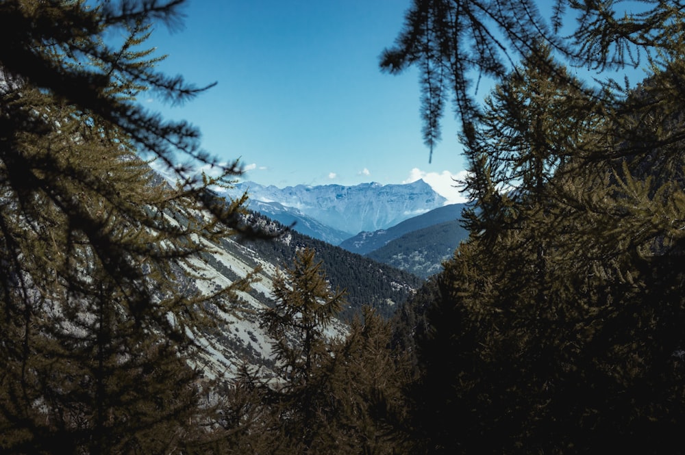 green trees near snow covered mountain during daytime