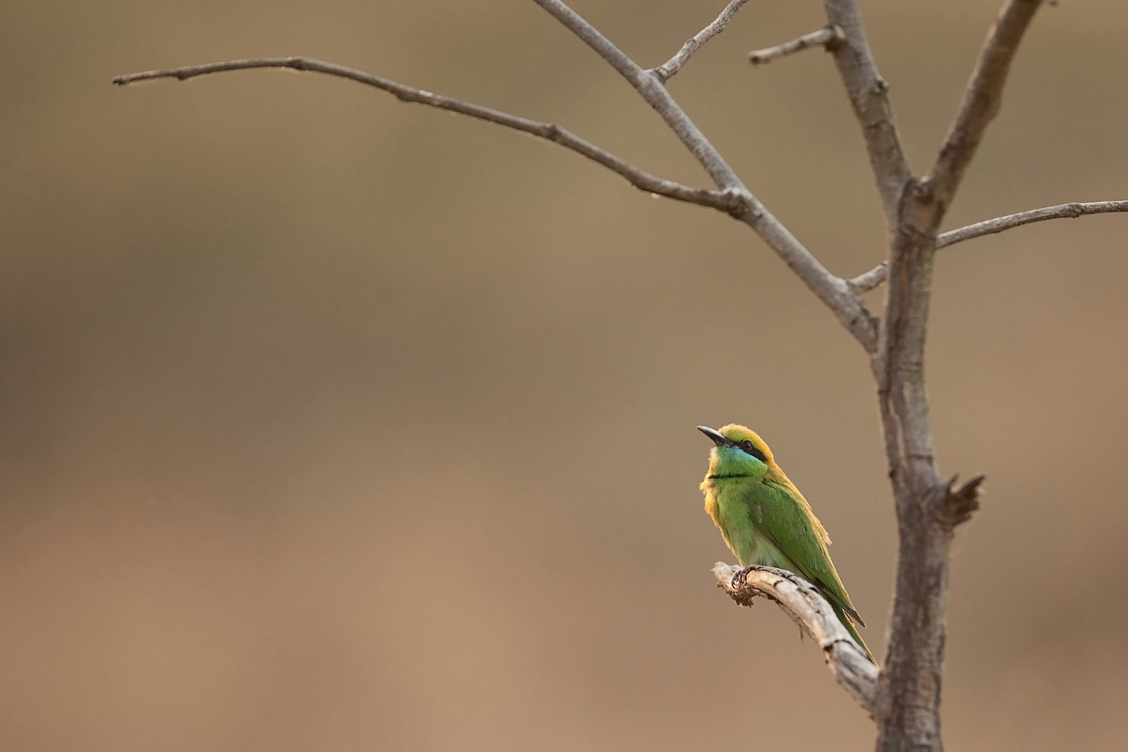 Canon EF 500mm F4L IS USM sample photo. Green and yellow bird photography