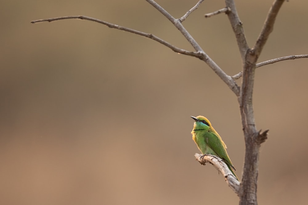 green and yellow bird on brown tree branch