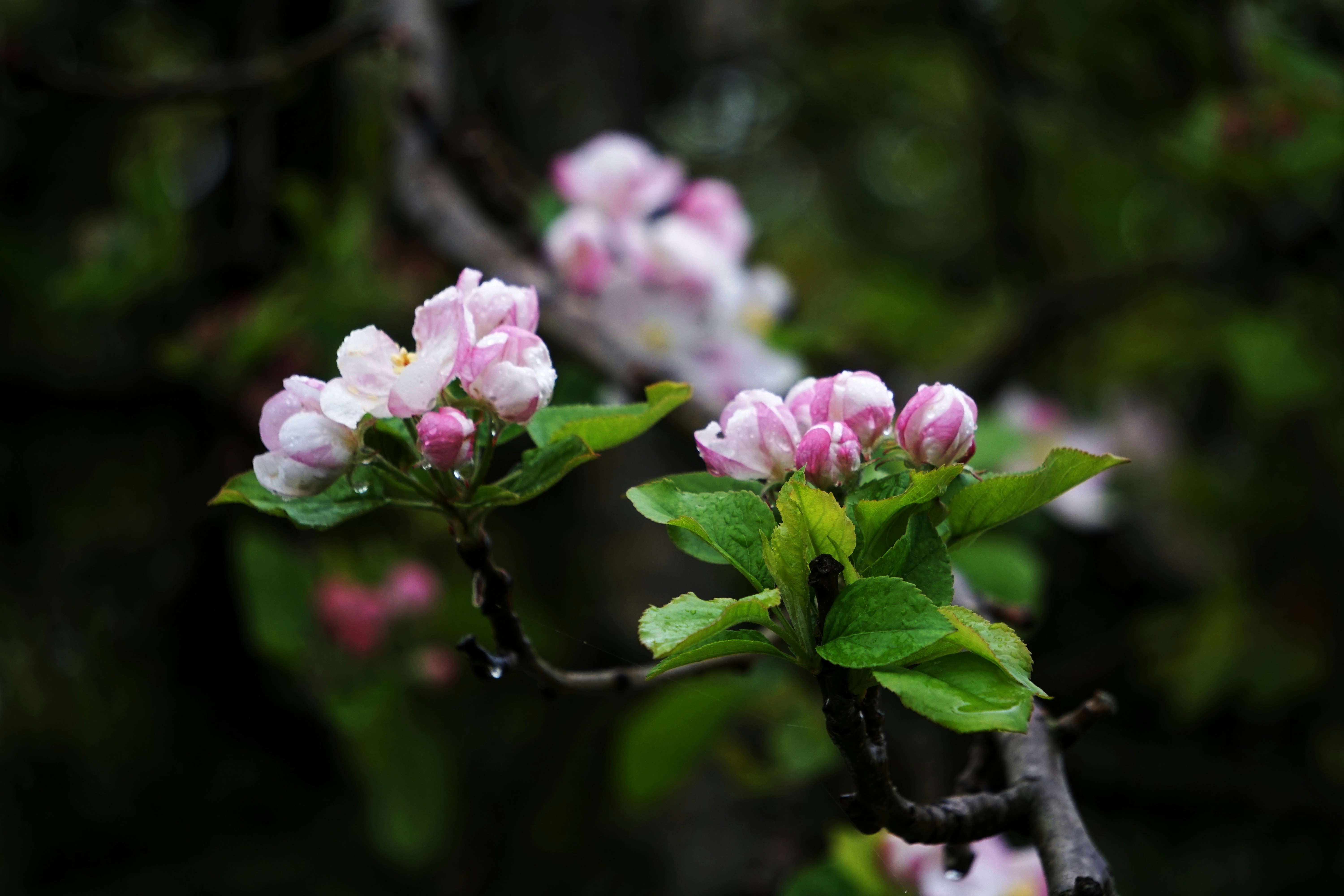 Photo by karinazegersdebeijl