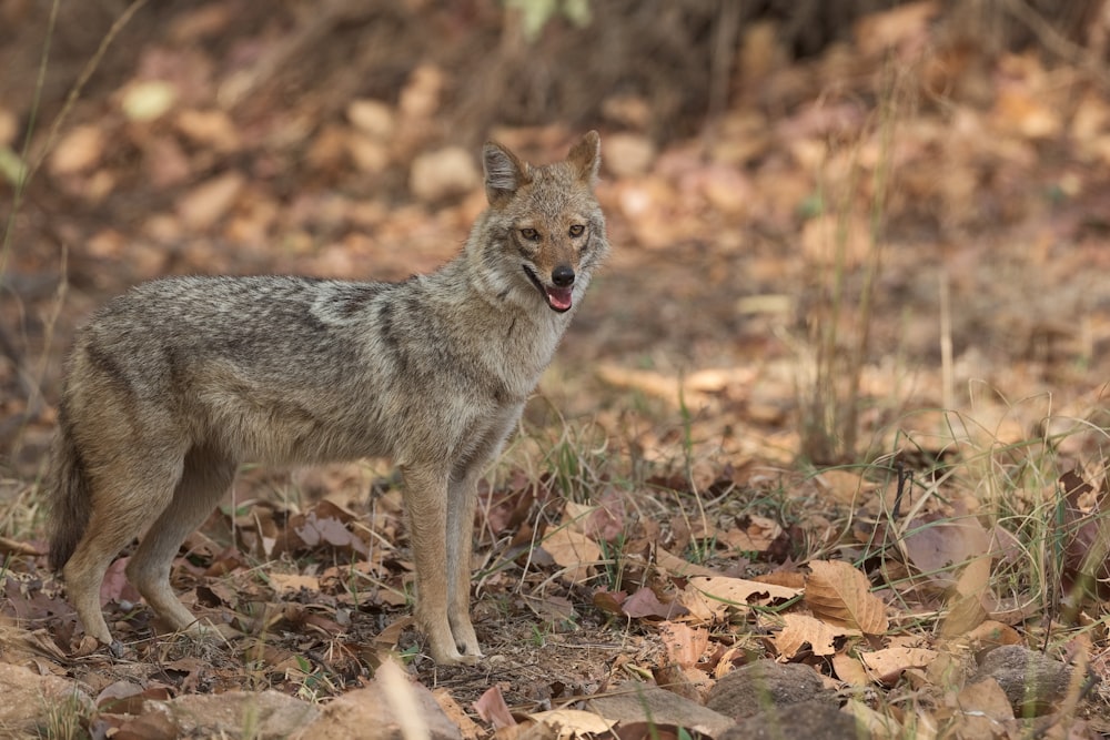 brown and white wolf walking on brown dried leaves during daytime