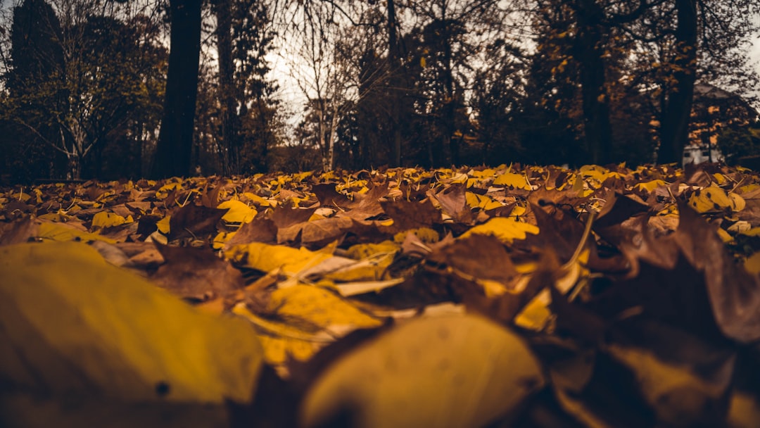 Forest photo spot Annecy Mijoux