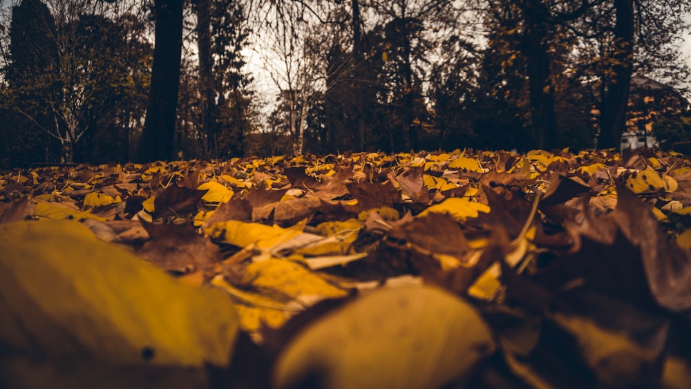 brown dried leaves on ground during daytime