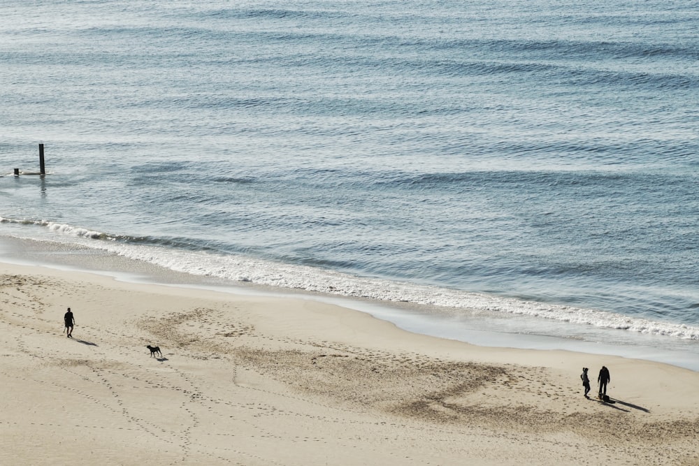 people on beach during daytime