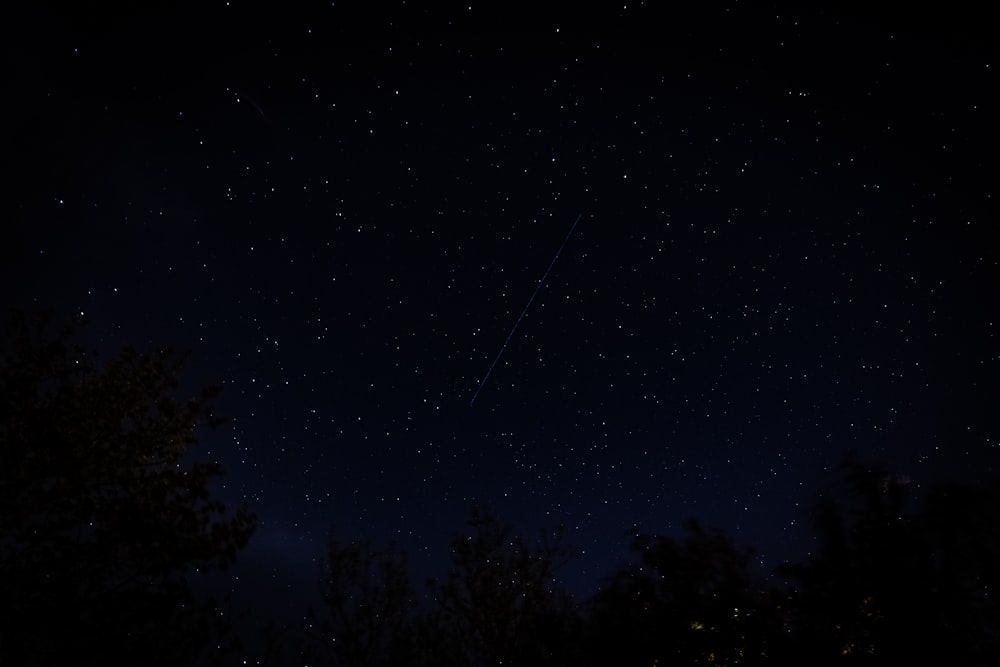 Grüne Bäume unter blauem Himmel während der Nacht