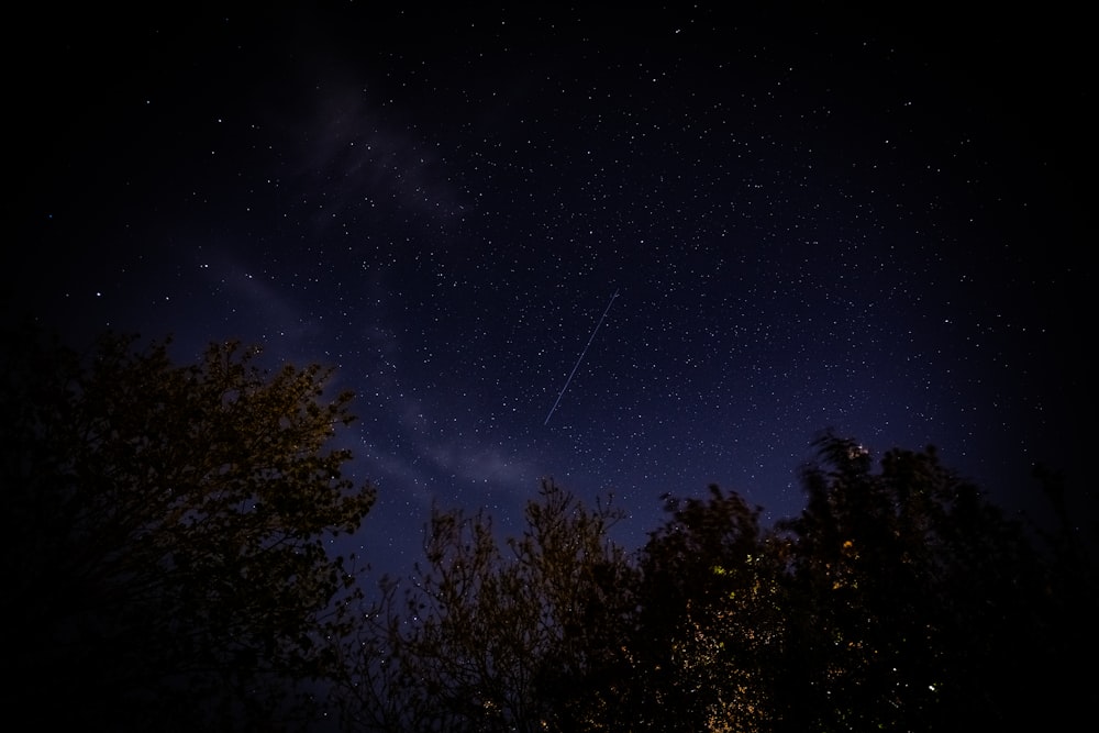 árboles verdes bajo el cielo azul durante la noche