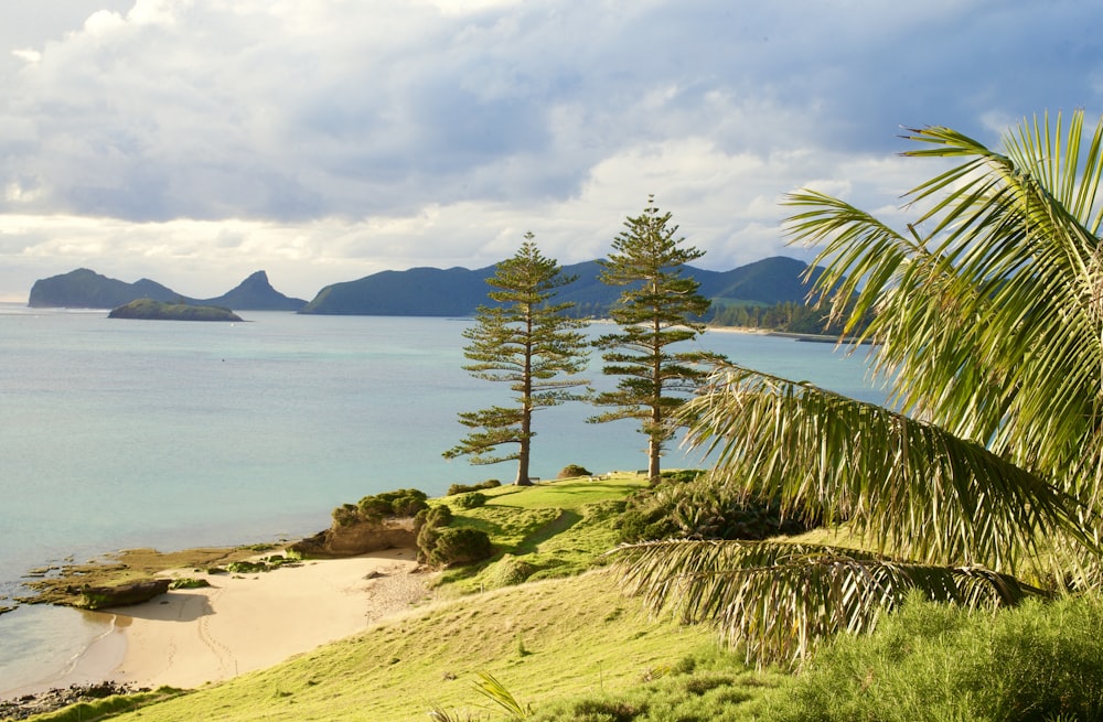 green palm tree near body of water during daytime