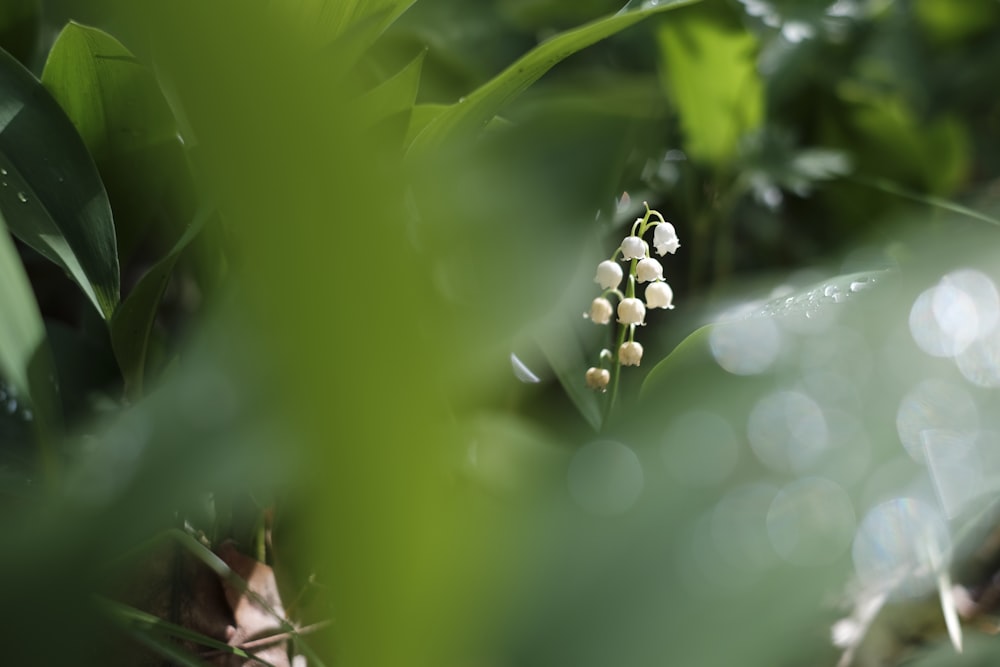 작은 흰색 꽃�이있는 식물의 클로즈업