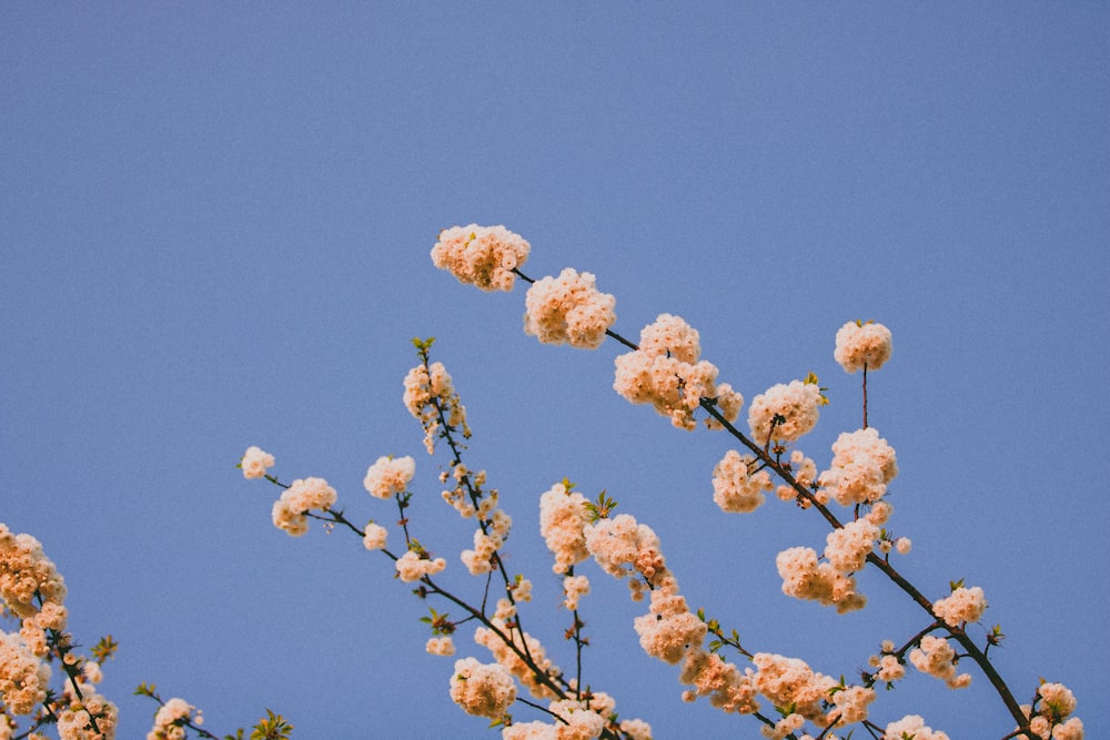 flor marrom sob o céu azul durante o dia