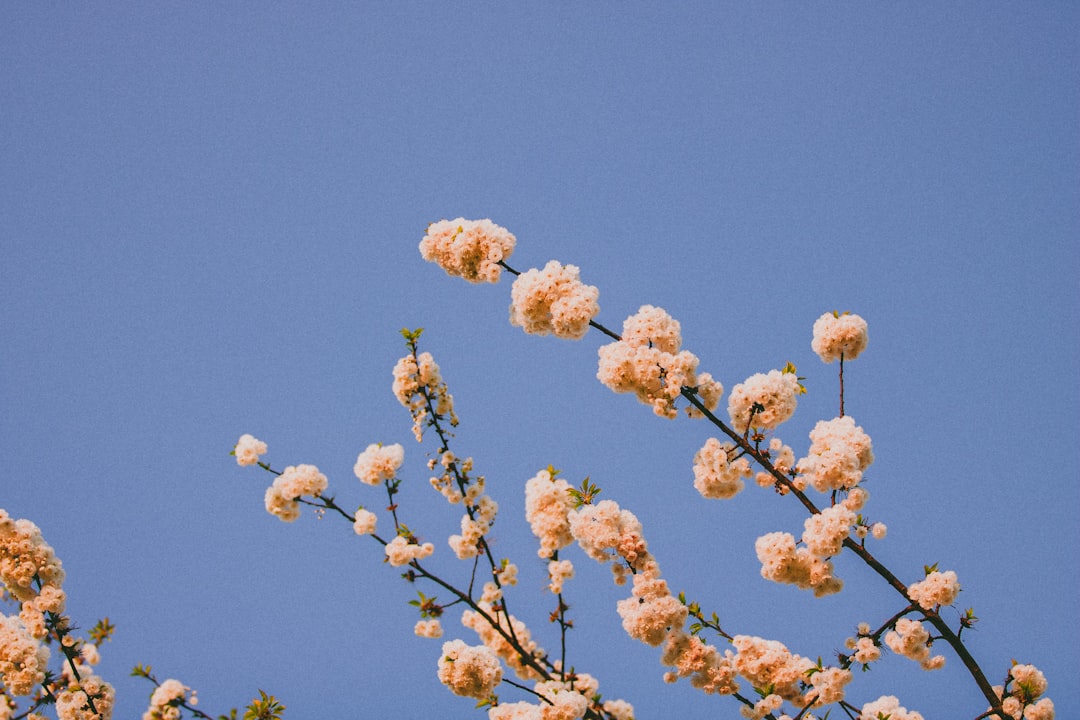 brown flower under blue sky during daytime