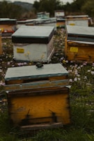 An array of wooden beehives is scattered across a grassy field accompanied by small purple and yellow wildflowers. The beehives appear worn, with some having metal coverings, and are organized at different distances from the camera. The environment is lush and surrounded by trees, with a lightly overcast sky visible in the background.