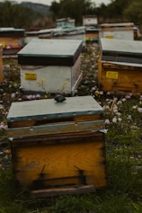 An array of wooden beehives is scattered across a grassy field accompanied by small purple and yellow wildflowers. The beehives appear worn, with some having metal coverings, and are organized at different distances from the camera. The environment is lush and surrounded by trees, with a lightly overcast sky visible in the background.