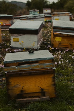 An array of wooden beehives is scattered across a grassy field accompanied by small purple and yellow wildflowers. The beehives appear worn, with some having metal coverings, and are organized at different distances from the camera. The environment is lush and surrounded by trees, with a lightly overcast sky visible in the background.