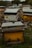 An array of wooden beehives is scattered across a grassy field accompanied by small purple and yellow wildflowers. The beehives appear worn, with some having metal coverings, and are organized at different distances from the camera. The environment is lush and surrounded by trees, with a lightly overcast sky visible in the background.
