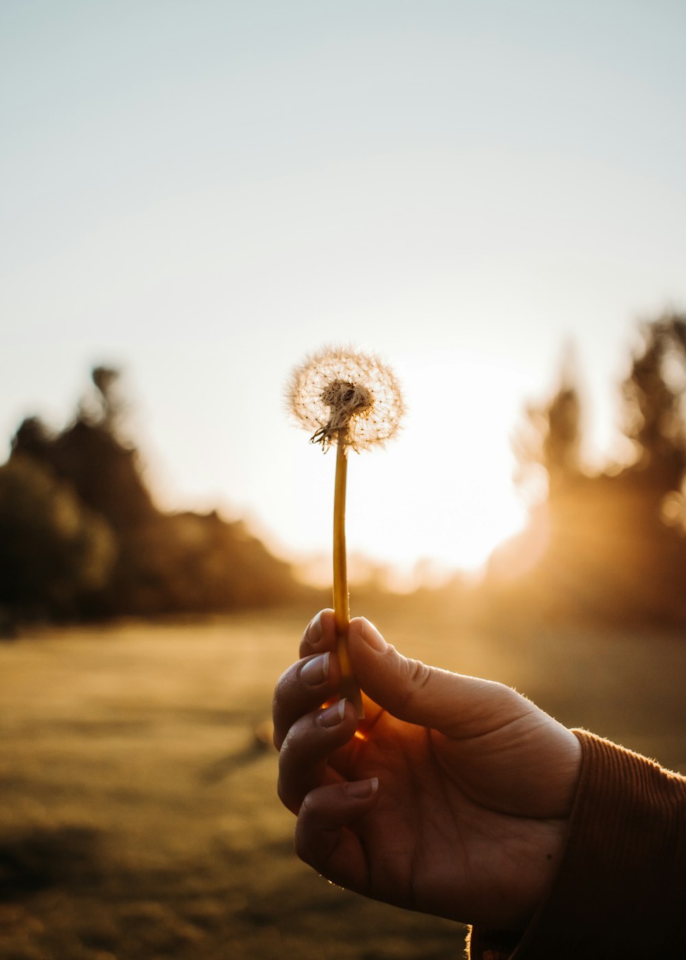 person holding white dandelion flower during daytime