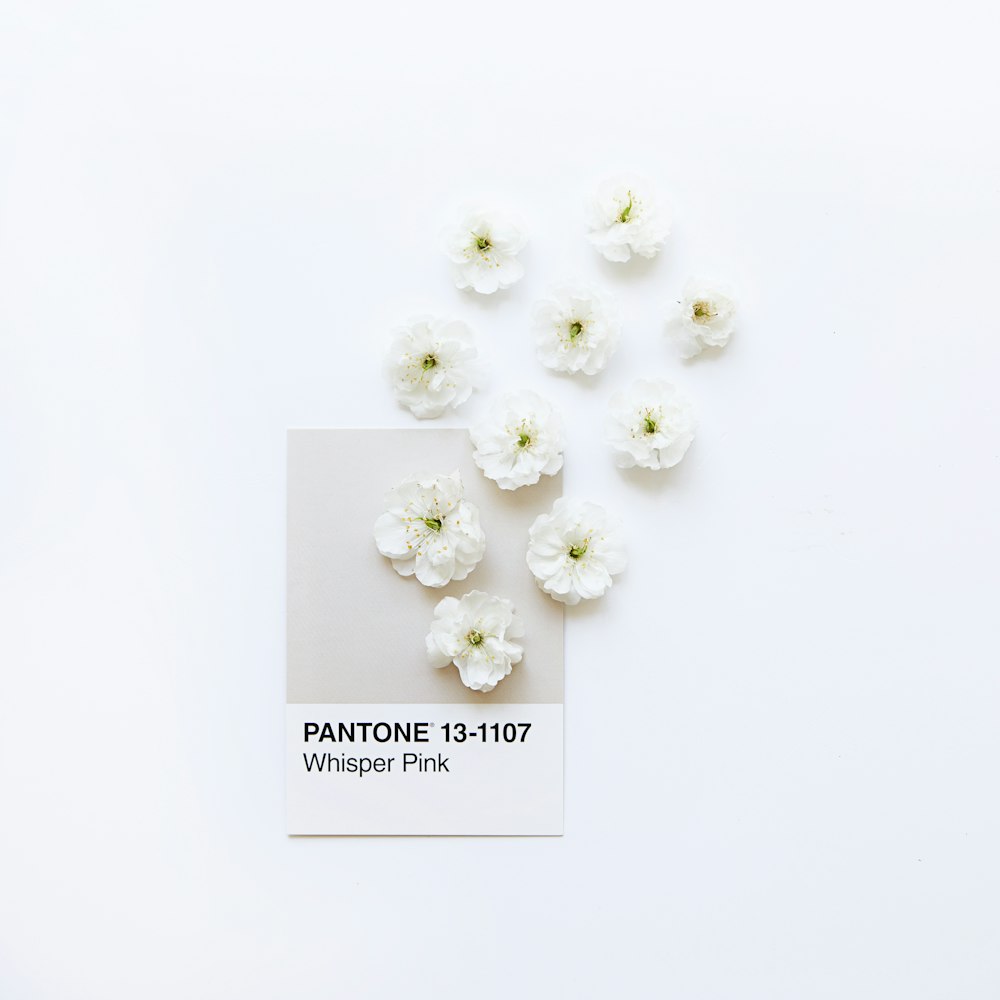 fiori bianchi su superficie bianca