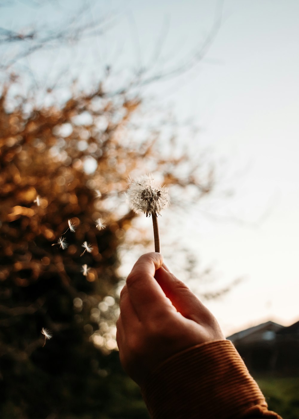 person holding white dandelion during daytime