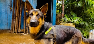 A German Shepherd dog with a black and tan coat is standing outdoors. The dog is wearing a harness with a reflective strip. In the background, there is a blue-painted metal structure with wooden planks leaning against it. Green foliage and stone structures can also be seen.
