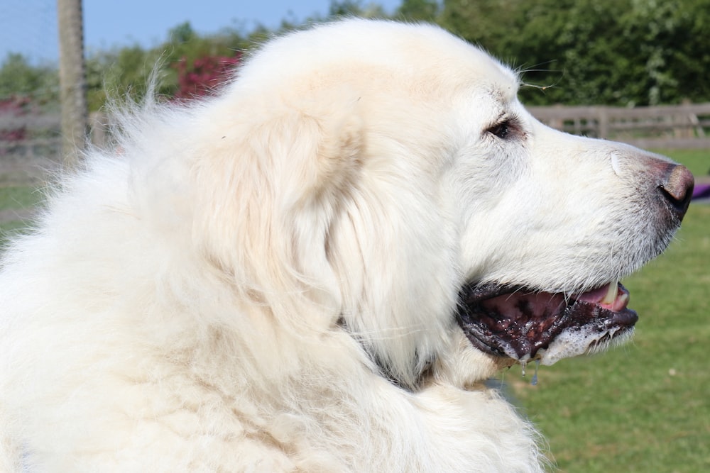 weißer langbeschichteter Hund auf rotem Textil